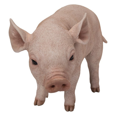 ^PIG  C/1