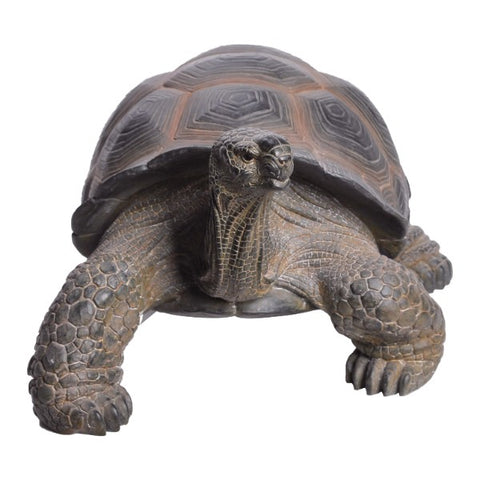 TORTOISE C/1