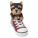 DISC-YORKIE IN SHOE C/6 MINIMUM OF 2