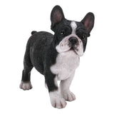 FRENCH BULLDOG PUP STANDING C/6