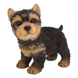 ^YORKSHIRE PUP STANDING C/6