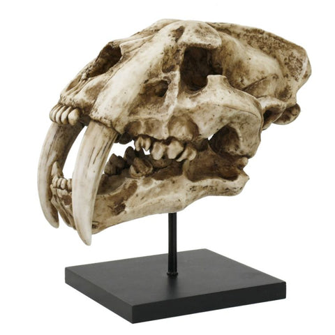 ^ SABERTOOTH SKULL C/4