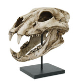 LION SKULL C/1