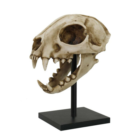 ^BOB CAT SKULL C/12