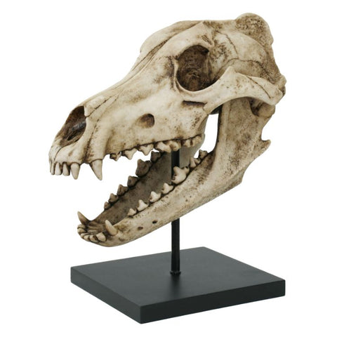 DIRE WOLF SKULL C/6