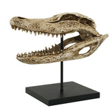 ALLIGATOR SKULL C/6