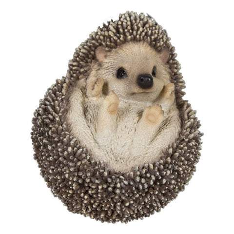 HEDGEHOG C/6