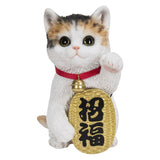 LUCKY CAT C/6