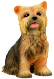 YORKSHIRE TERRIER PUPPY,(RD), C/96