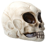 ^ALIEN SKULL, C/8