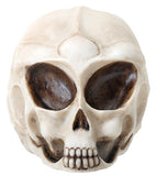^SMALL ALIEN SKULL, C/24