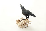 Raven on Dragon Skull