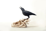 Raven on Dragon Skull