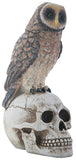 OWL ON SKULL, C/12