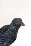 ^QUOTH THE RAVEN, C/12