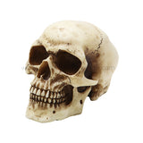 SMALL SKULL C/36