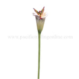 DISC-CALLA LILLY FLITTY C/12 MINIMUM OF 2
