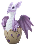 PURPLE BABY DRAGON, C/24